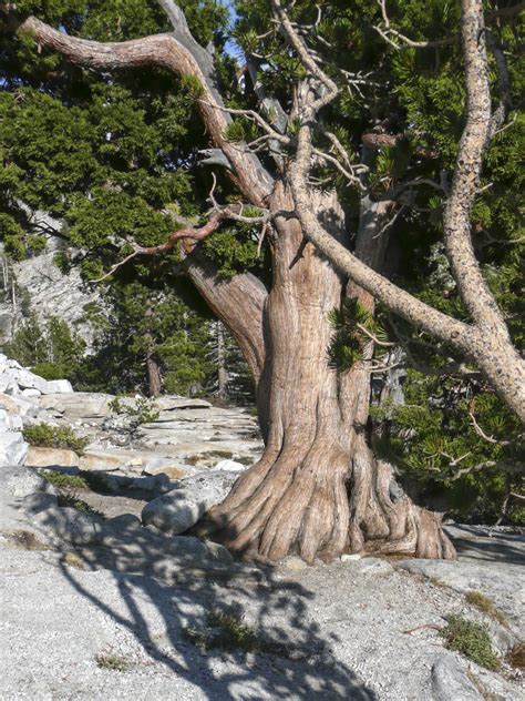 Images Gratuites Arbre La Nature Roche Branche D Sert Fleur