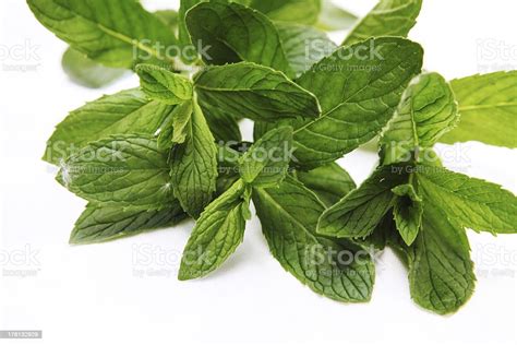 Peppermint Stock Photo Download Image Now Arrangement Color Image