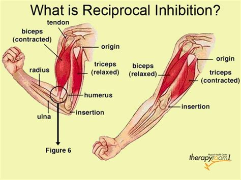 Reciprocal Inhibition Santa Barbara Deep Tissue Riktr PRO Massage