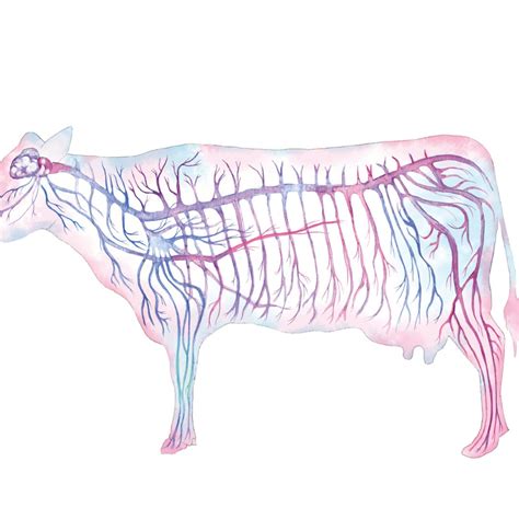 Cattle Nervous System Science Art Poster Veterinary Decor - Etsy