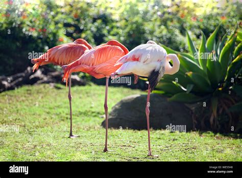 Three Beautiful Flamingos Two Pink Flamingos And One White Flamingo Stand In Row On One Leg On