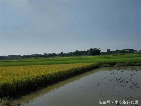 農村清新空氣，一眼望不到邊的田海，城裏人都嚮往的美麗農村！ 每日頭條