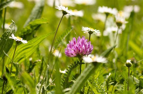 Clover Plant Flower Pointed Free Photo On Pixabay Pixabay