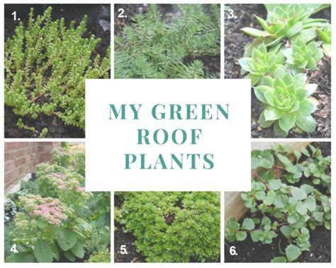 How To Grow Green Roof Plants To Create An Economical Living Roof