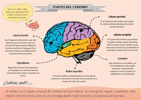 Partes Del Cerebro Humano Maggie Rodriguez Udocz