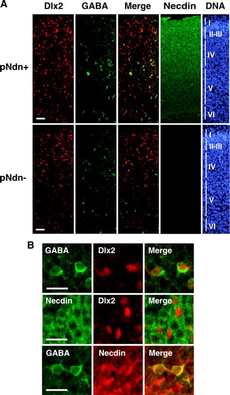 Necdin Promotes Tangential Migration Of Neocortical Interneurons From