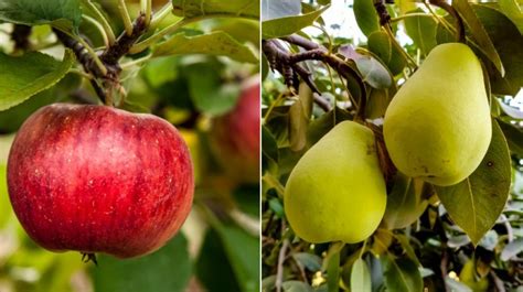 Apples Vs. Pears: Which Is More Nutritious?