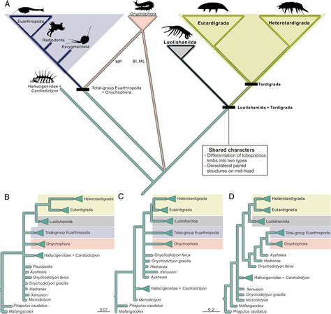 Cambrian Lobopodians Shed Light On The Origin Of The Tardigrade Body