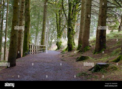 Keilder Forest Park Hi Res Stock Photography And Images Alamy