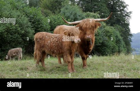 Scottish highland cattle Stock Videos & Footage - HD and 4K Video Clips ...