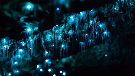 Waitomo Glowworm Caves, New Zealand