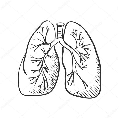 Dibujos De Pulmones Para Colorear Images And Photos Finder