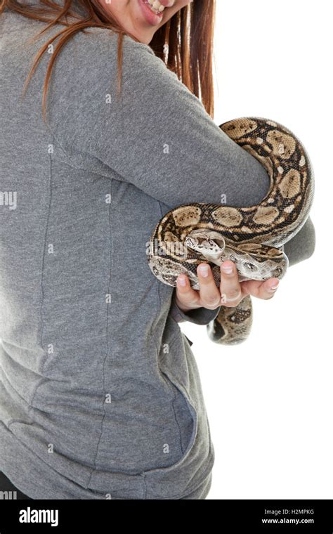 Pet Boa Snake Stock Photo - Alamy