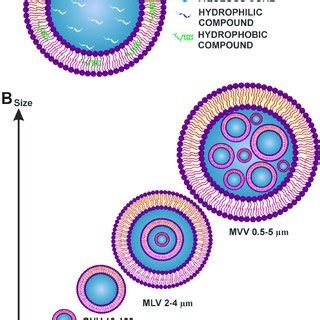 A Schematic Representation Of A Liposome B Classification By