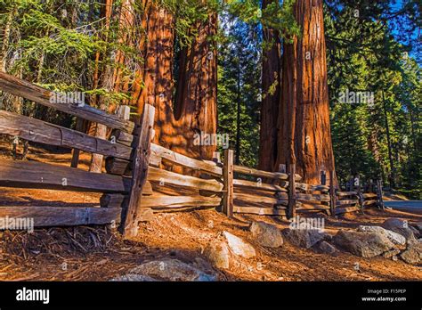 Giant Sequoias Place In Sequoia National Park In California Stock Photo
