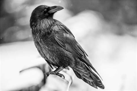raven Computer Wallpapers, Desktop Backgrounds | 1602x1069 | ID:456809
