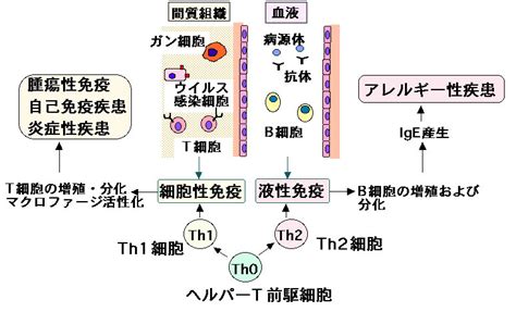 細胞性免疫の働きを高めるとがん予防に効果がある