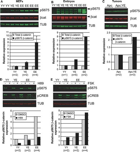 Phosphorylation at S675 in β cateninE654 by protein kinase A PKA