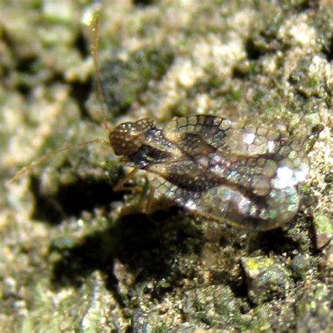 Andromeda Lacebug