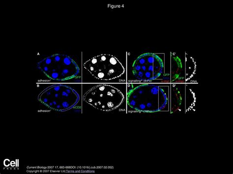 Integrin Signaling Regulates Spindle Orientation In Drosophila To