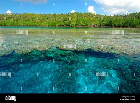 coral reef bunaken national park sulawesi indonesia colorful coral