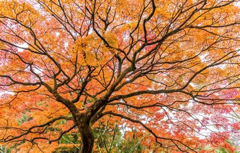 Wallpaper Autumn Forest Leaves Trees Park Colorful Forest