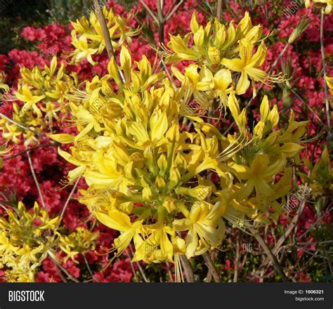 Azalea - Yellow Image & Photo (Free Trial) | Bigstock