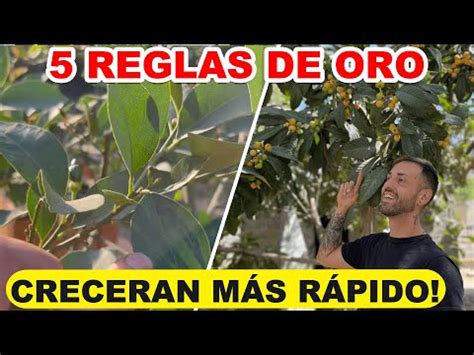 El mejor abono para árboles frutales Guía completa La Casa de la Huerta