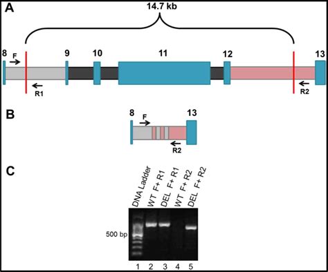 A Novel Method To Detect The Mexican Founder Mutation Brca Ex Del