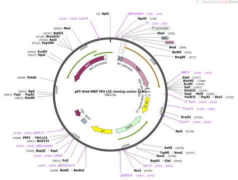 Addgene Pet His Mbp Tev Lic Cloning Vector M