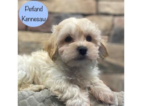 Maltipoo Puppies Petland Kennesaw Georgia