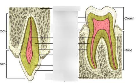 Alveolar Process Anatomy Diagram | Quizlet