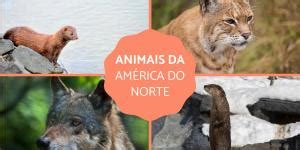 Animais Que Hibernam E Caracter Sticas Do Processo