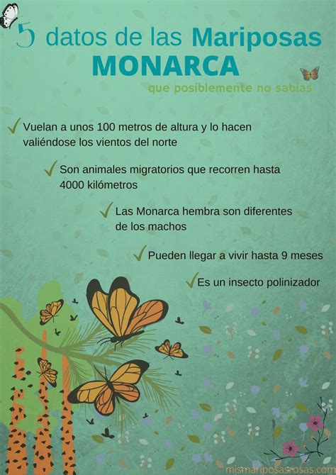 Datos Sorprendentes De La Mariposa Monarca Monarcas Mariposa Monarca