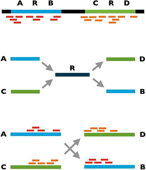 Scaffolding Using Read Clouds A Genome Contains A Repeat R Flanked By