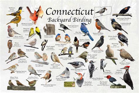 Common Backyard Birds In Connecticut Nature Blog Network