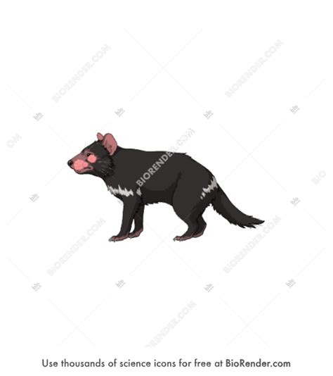 Free Tasmanian devil (Sarcophilus harrisii, with devil facial tumor ...
