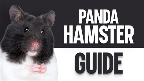 Panda Hamster The Ultimate Guide YouTube