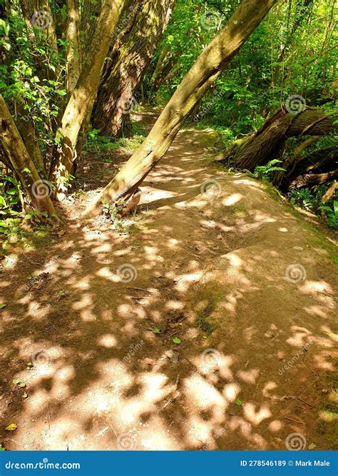 A Sunny Dappled Woodland Pathway Stock Image Image Of Green