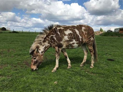 Zorse With An Extroidinarily Unique Pattern Pretty Horses Beautiful