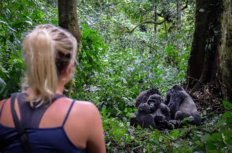 Chill With Virunga Mountain Gorillas Virunga Guide