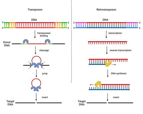 Transposable Elements Epigenetics And Evolution This Is Epigenetics