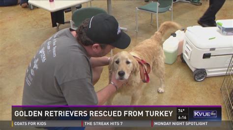 Golden Retriever Puppies Austin Rescue Golden Retriever Struggling To