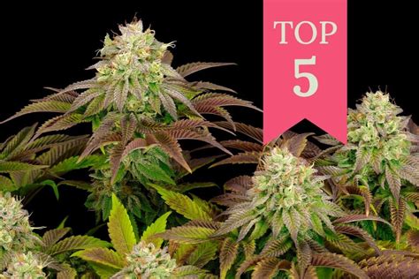 The 5 Most Potent Indica Cannabis Strains 2020 Update Rqs Blog