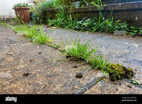 Close Up View Of Weeds Growing Between Paving Slabs In A Patio In A Residential Garden Stock