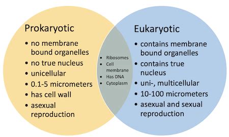 Prokaryotic And Eukaryotic Cells Differences And Similarities