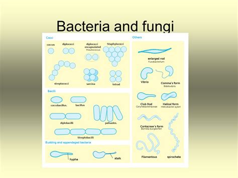 Palisades Bacteria