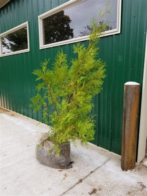 White Cedar Tree