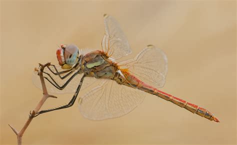 Migrant Dragonflies Project - British Dragonfly Society