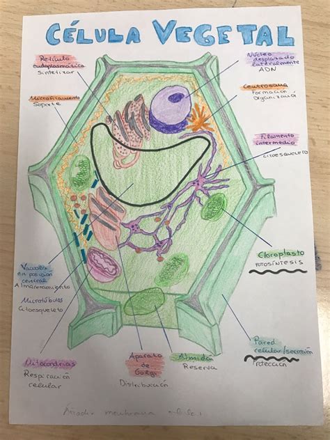 The Last Biologist: Célula eucariota: animal y vegetal